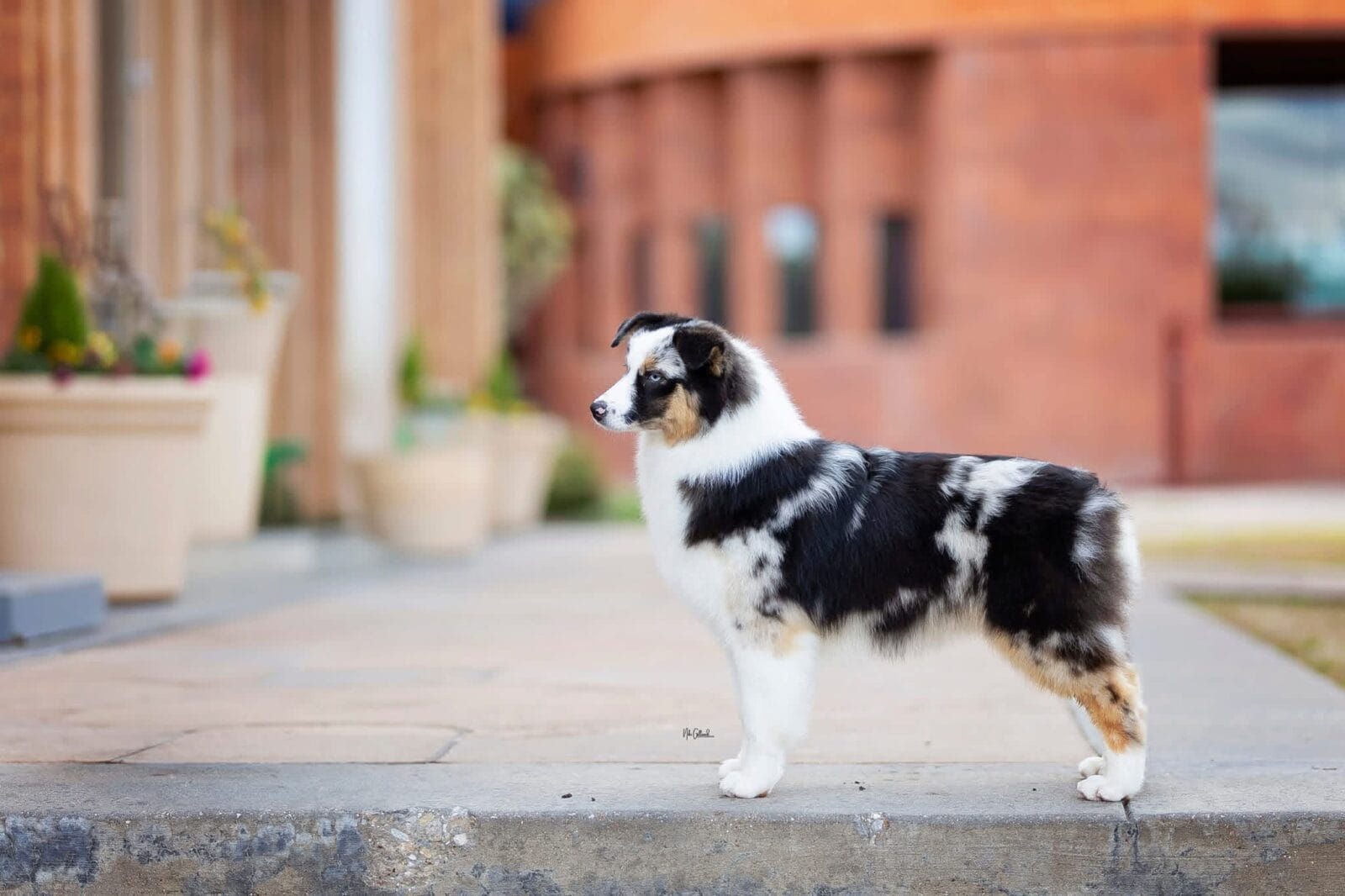 Photo of CH MoonBaby’s Vindication, a Blue Merle Miniature American Shepherd.