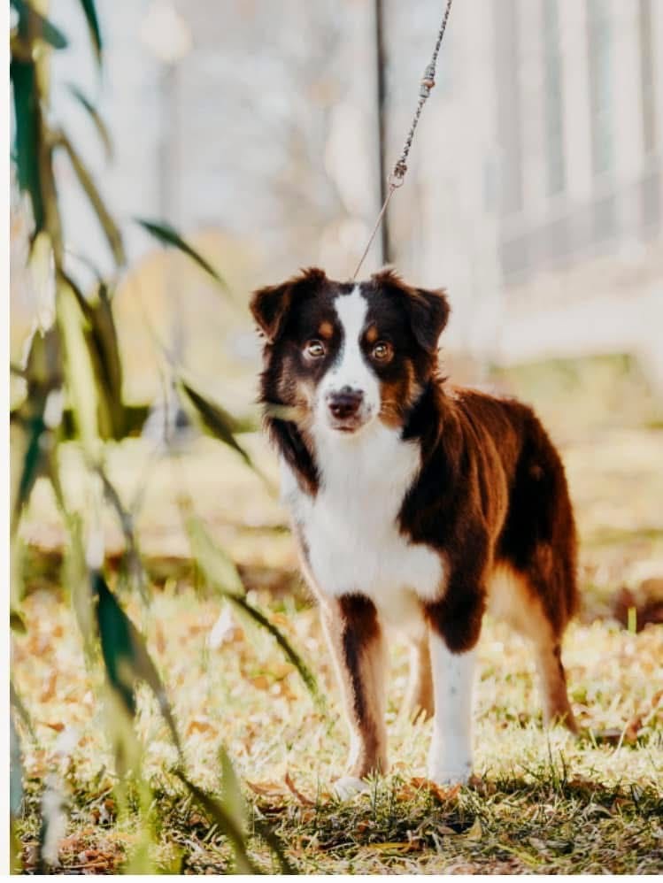 Photo of CH Five Pines Boy, a Red Tri Miniature American Shepherd.