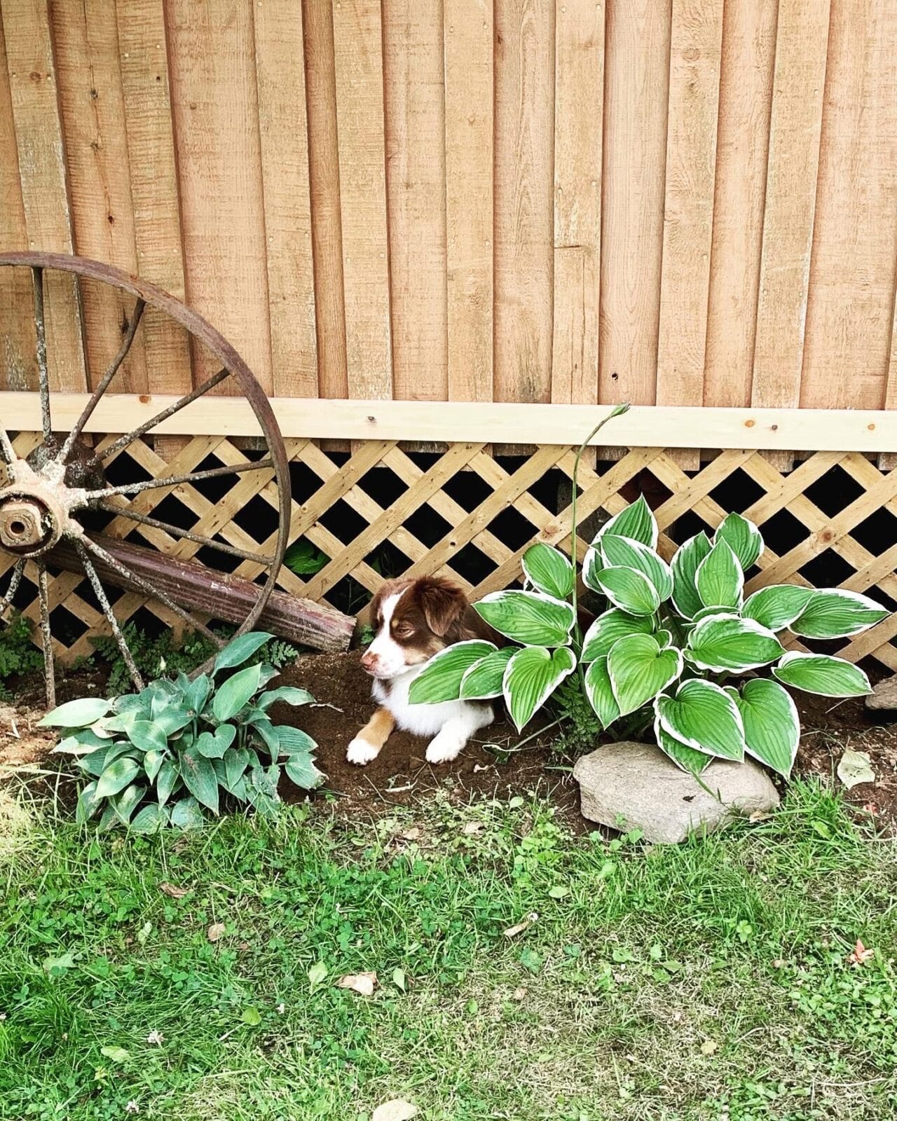 Photo of CH Five Pines Boy, a Red Tri Miniature American Shepherd.