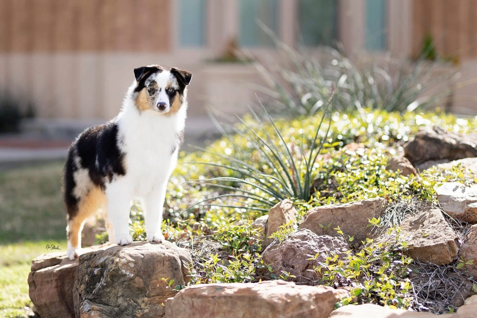 Photo of CH MoonBaby’s Vindication, a Blue Merle Miniature American Shepherd.