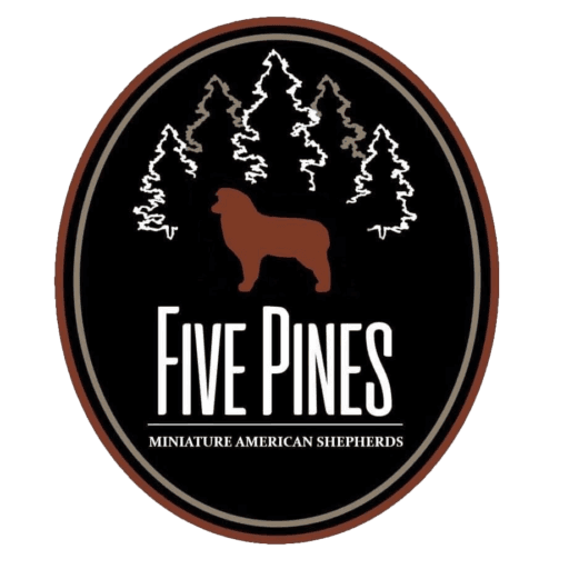 Five Pines Miniature American Shepherds | Ontario Canada Logo