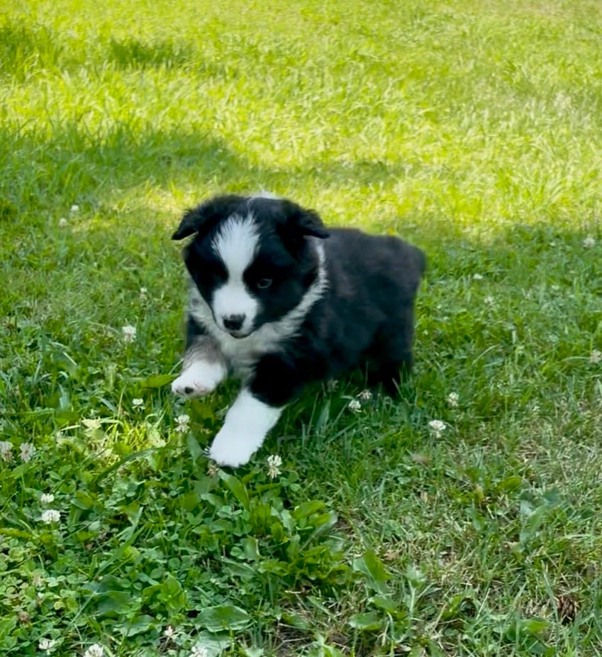 Photo of Five Pines Dashboard Confessional, a Black Tricolour Miniature American Shepherd.