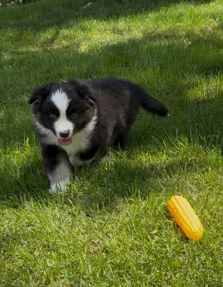 Photo of Five Pines Dashboard Confessional, a Black Tricolour Miniature American Shepherd.